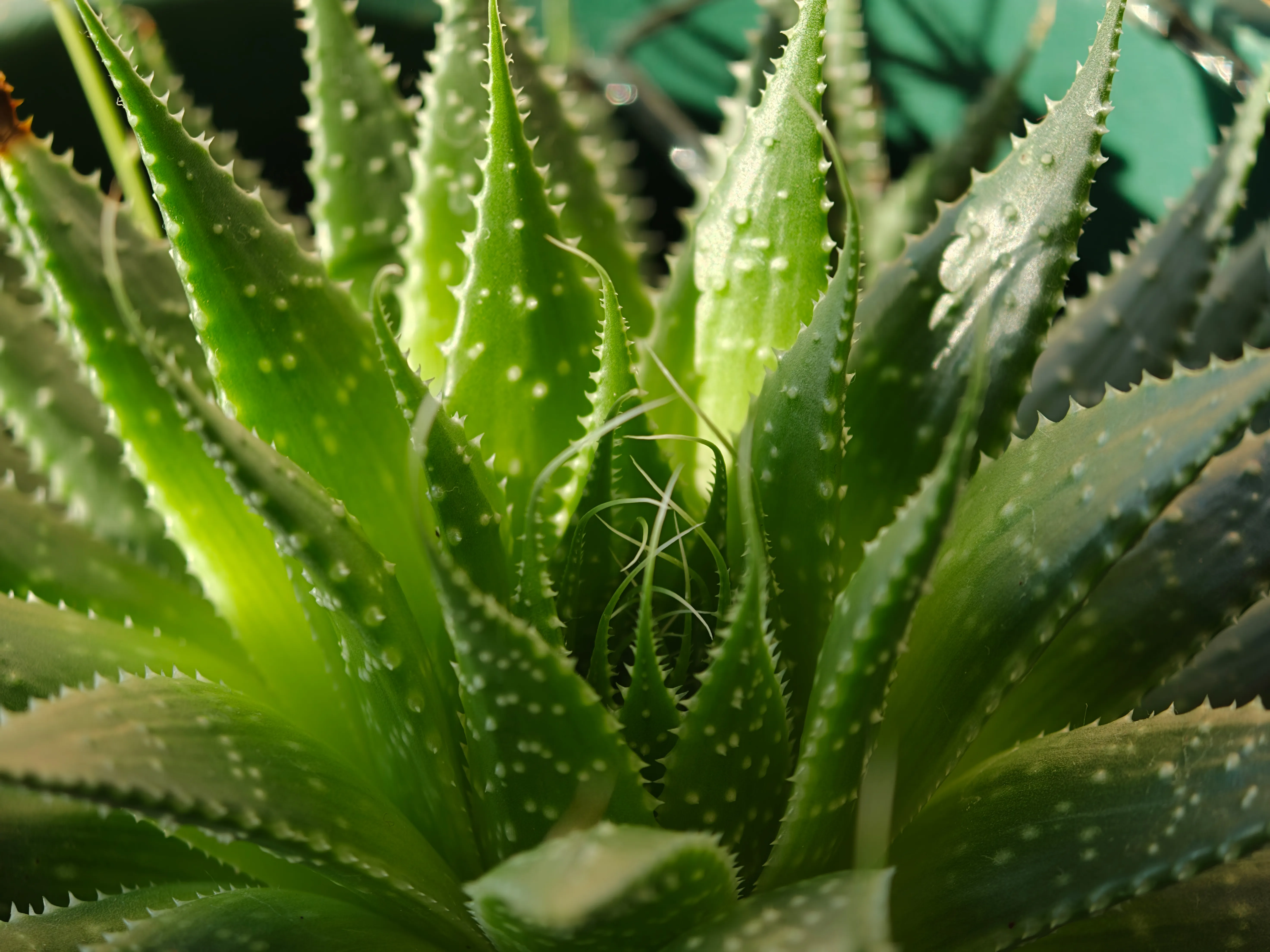 Macro photo using the 3x telephoto zoom. Image: Jessica Miller