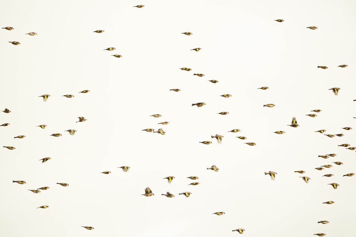 flock of goldfinch