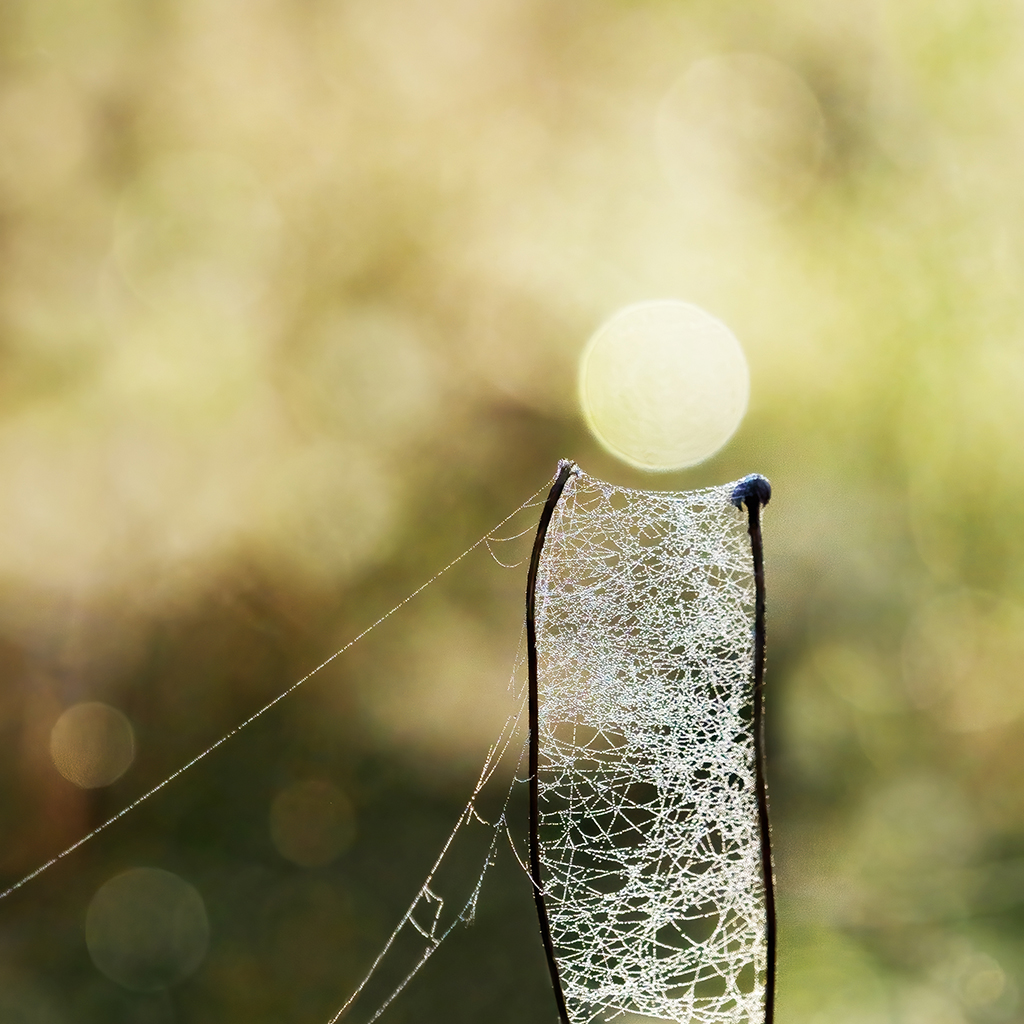 close up photo of fungi