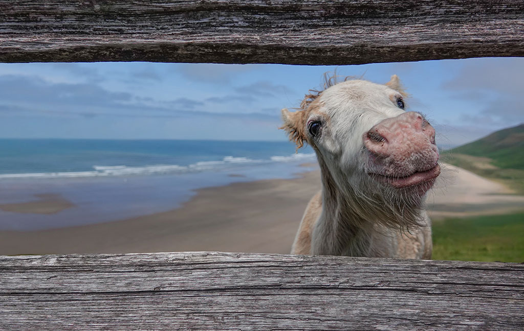white pony looking through gap in a fence