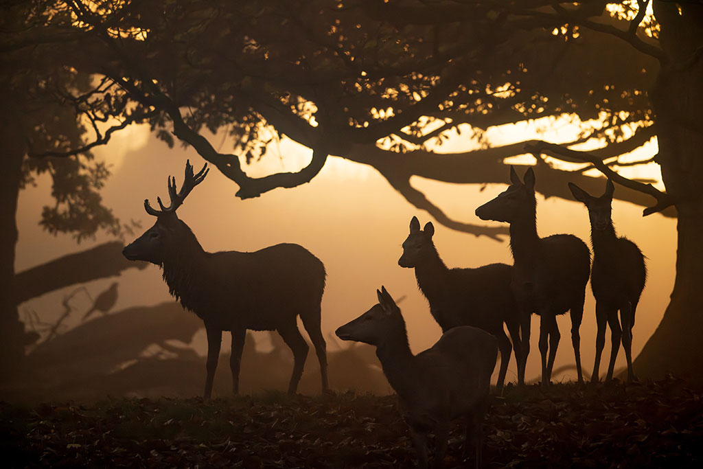 silhouette of deer by a tree