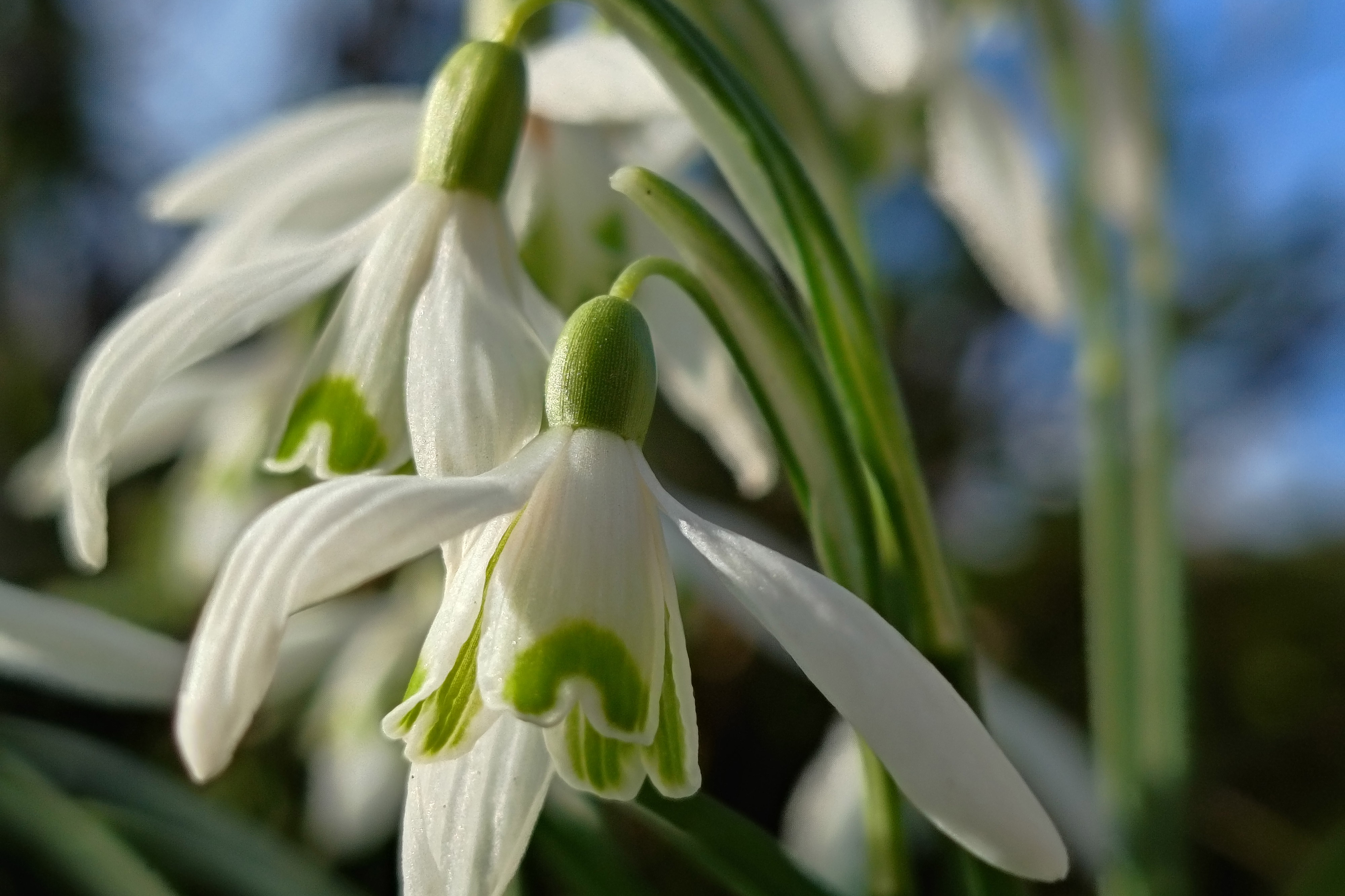 Moto G77 macro 3x optical zoom, snowdrops