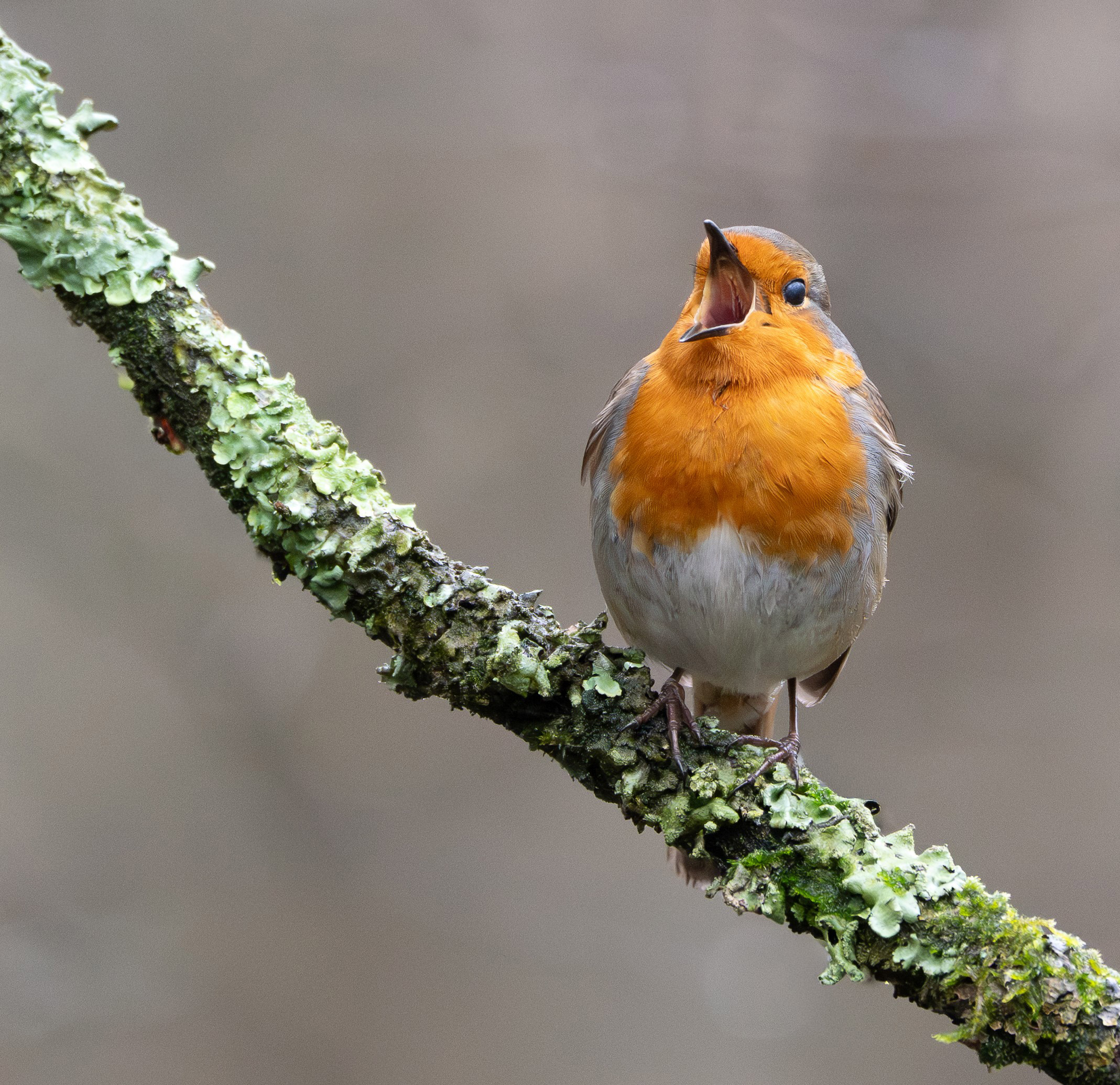 singing robin